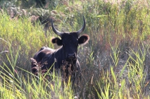 La Camargue - Les Alpilles